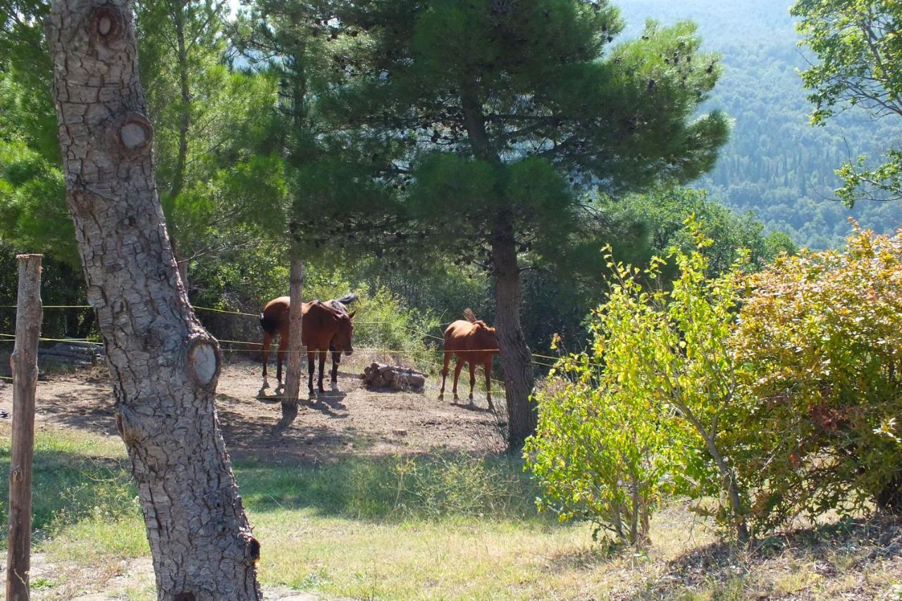 Az.Agr. Il Cavalleggero Campiglia d'Orcia Ngoại thất bức ảnh